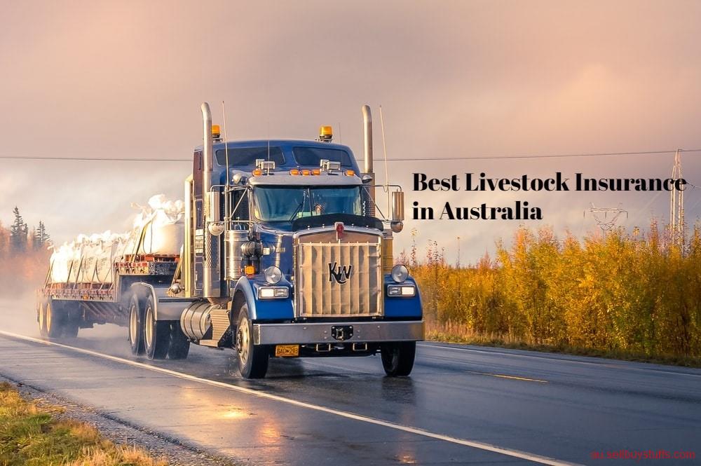 Australia Classifieds Feel Safe About Daily Livestock Activities With Best Livestock Insurance in Australia 