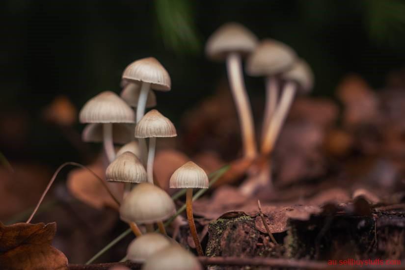 Australia Classifieds Mushrooms